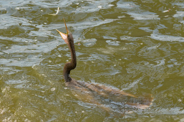 Young Anhinga (Anhinga anhinga) catches fish in Florida Lake