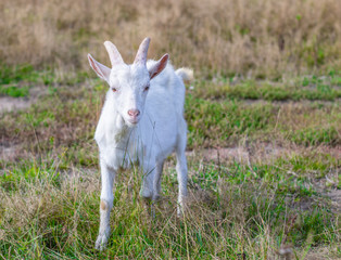 Portrait of goat. Close-up view. Shallow depth of field.