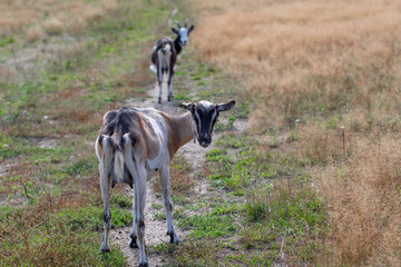 Goats on the meadow. Pets on the farm.