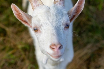 Portrait of goat. Close-up view. Shallow depth of field.