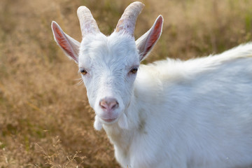 Portrait of goat. Close-up view. Shallow depth of field.