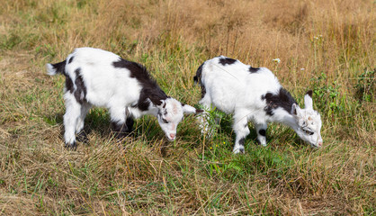 Fototapeta premium Two goats kid on the meadow. Black and white kids.
