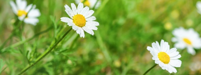 Сhamomile (Matricaria recutita), blooming plants in the spring meadow on a sunny day, closeup with space for text