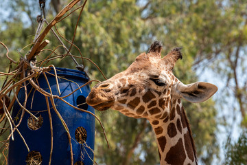 Giraffe head close up. Giraffe on a summer day in the park.
