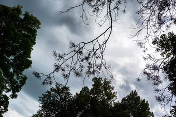 pine branch and trees against a cloudy sky