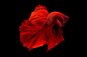 Red betta fish, Siamese fighting fish was isolated on black background. Fish also action of turn...