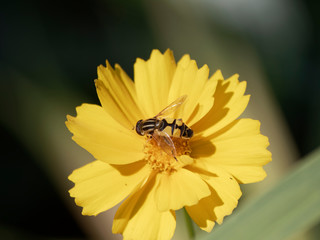Helophilus trivittattus with a magnificent lemon yellow and black hoverfly foraging on a coreopsis flower
