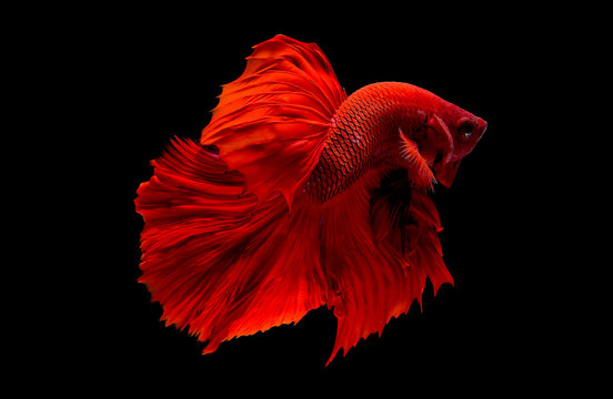 Red betta fish, Siamese fighting fish was isolated on black background. Fish also action of turn head in different direction during swim.