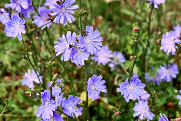 Fototapeta premium blue flowers