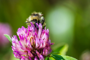 A bee on a pink clover picks up pollen, honey. Honey extraction by a bee. Collecting honey by a bee.