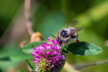 A bee on a pink clover picks up pollen, honey. Honey extraction by a bee. Collecting honey by a bee.