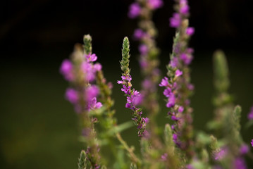 Obraz premium purple flower
