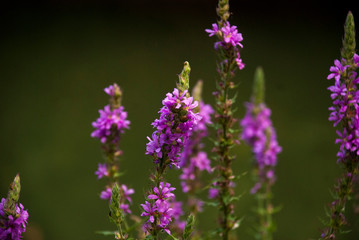 purple flowers in field