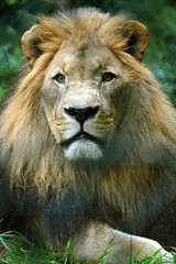 Lion big portrait