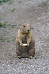 Prairie dog with a piece of apple
