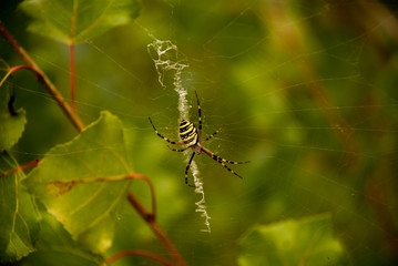 spider on a web