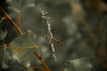 spider on a web