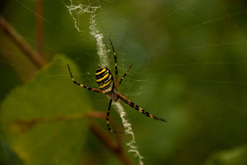 spider on a web