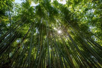 Bambuswald von Arashiyama nahe Kyoto