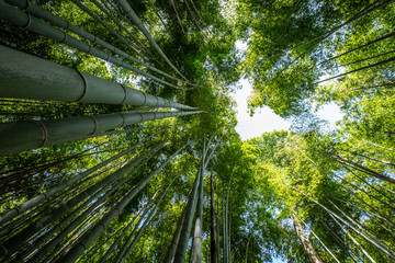 Obraz na płótnie Canvas Bambuswald von Arashiyama nahe Kyoto