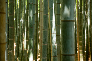 Fototapeta premium Bambuswald von Arashiyama nahe Kyoto