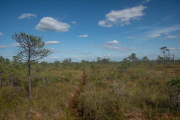 Yelnya swamp - National Landscape Reserve, Belarus