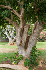 Southern Magnolia, Magnolia grandiflora - old magnolia tree in  funchal public park on Madeira....