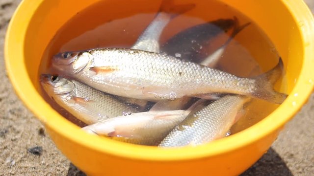 The perch caught in fishing splashes in a yellow bowl on a warm sunny summer day on the shore