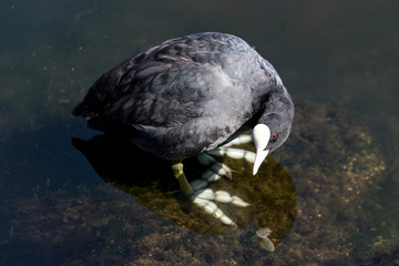 adult Eurasian coot (Fulica atra)