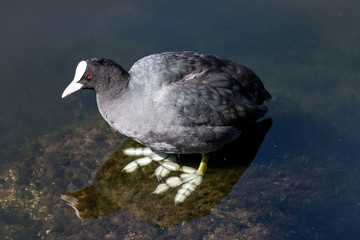 adult Eurasian coot (Fulica atra)