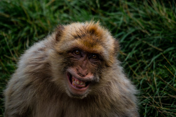 Macaque smiling at camera