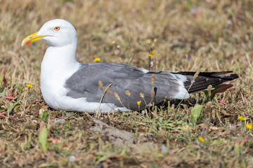 adult lesser black-backed gull (Larus fuscus)