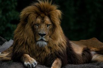 Male lion lying down, looking straight into camera