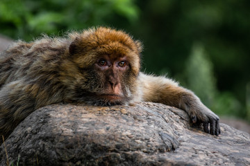 Macaque resting head on a boulder