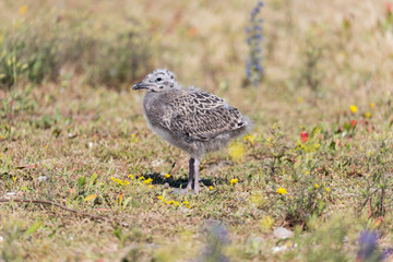 lesser black-backed gull chick (Larus argentatus)