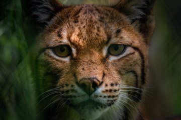 Close-up of Eurasian lynx