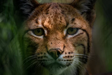 Fotobehang Lynx Close-up of Eurasian lynx  © Jesper
