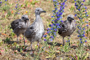 lesser black-backed gull chicks (Larus argentatus)