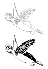 Naklejka na ściany i meble graphic sea turtle,vector illustration of sea turtle