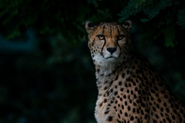 Cheetah sitting in the shadows of the forest
