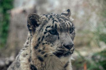 Portrait of a snow leopard, Irbis (panthera uncia) © SN