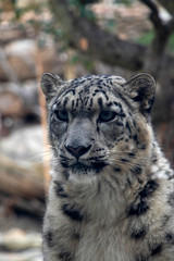 Obraz premium Portrait of a Irbis - snow leopard (panthera uncia)