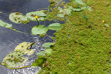 Yellow flower by the weed in the Selby canal at Burn Yorkshire.