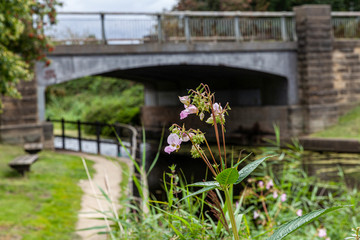 Himalayan Balsam by the Selby canal, at Burn near Selby Yorkshire