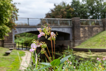 Himalayan Balsam by the Selby canal, at Burn near Selby Yorkshire