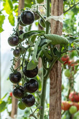 A large bunch of black ripe tomatoes on a branch in the vegetable garden.