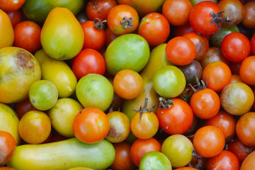 Unripe tomatoes affected by late blight. Phytophthora Infestans.