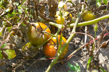 Tomatoes get sick by late blight. Phytophthora infestans.