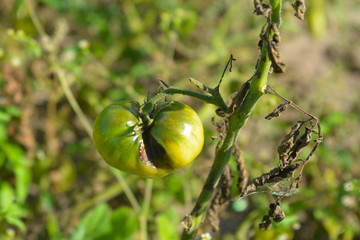 Tomatoes get sick by late blight. Phytophthora infestans.