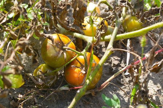 Tomatoes Get Sick By Late Blight. Phytophthora Infestans.